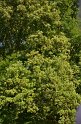 MCE Sommertreffen 2013 - 063